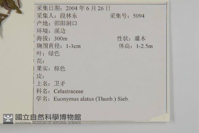 衛矛藏品圖，第2張