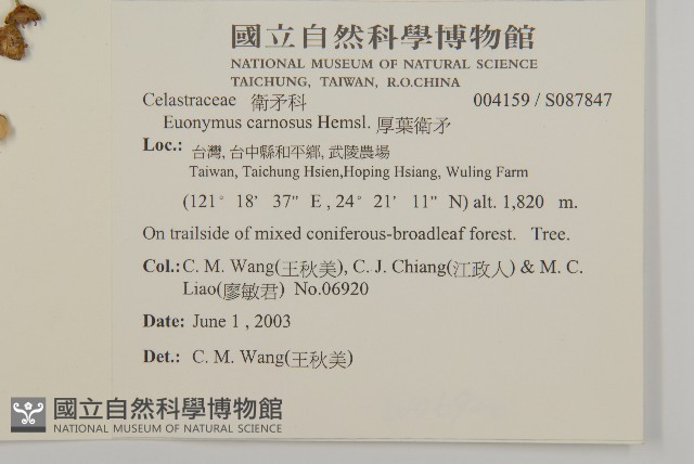 厚葉衛矛, 源一木藏品圖，第2張