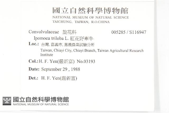 紅花野牽牛藏品圖，第2張