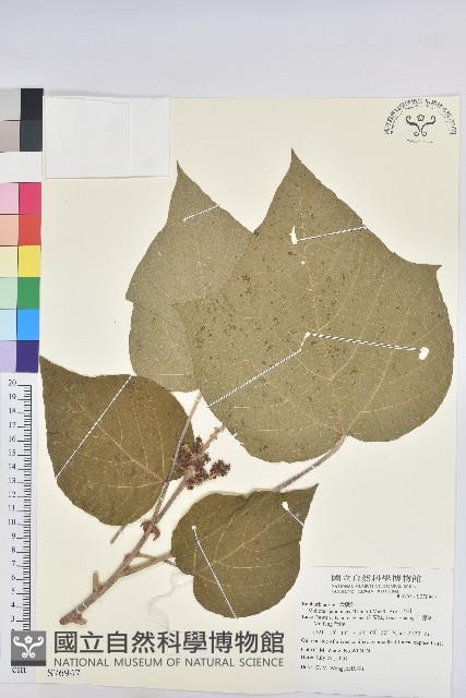 野桐藏品圖，第1張