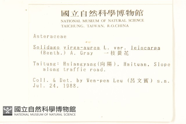 一枝黃花藏品圖，第2張