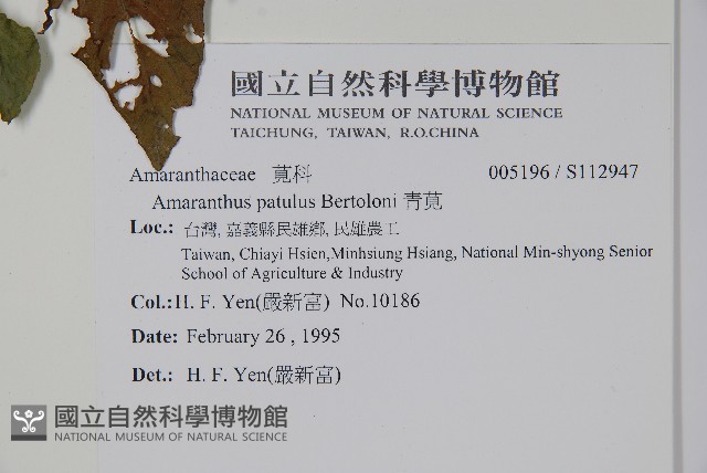 青莧藏品圖，第2張