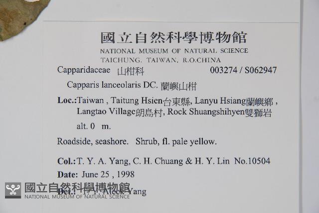 蘭嶼山柑藏品圖，第2張