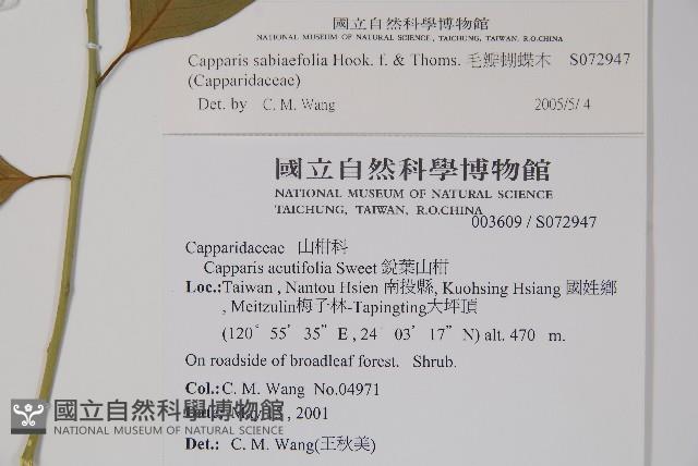 毛瓣蝴蝶木藏品圖，第2張