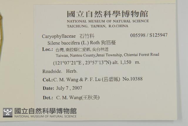 狗筋蔓藏品圖，第2張