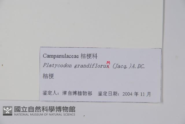 桔梗藏品圖，第2張