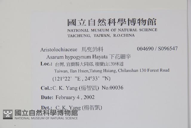 下花細辛藏品圖，第2張