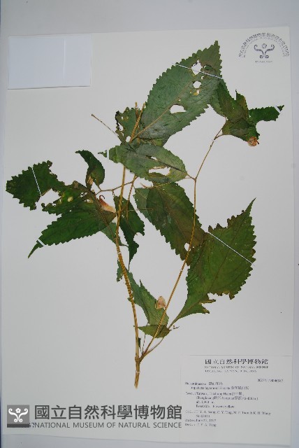 黃花鳳仙花藏品圖，第1張