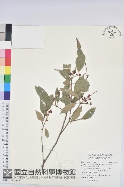 粗糠柴藏品圖，第1張