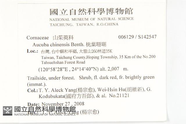 桃葉珊瑚藏品圖，第2張