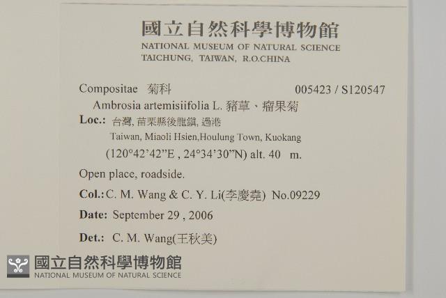 豬草、瘤果菊藏品圖，第2張