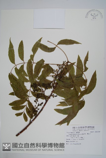 黃連木、爛心木藏品圖，第1張