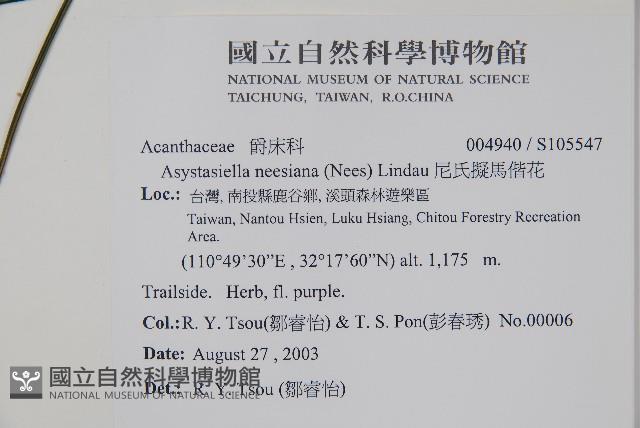 尼氏擬馬偕花藏品圖，第2張