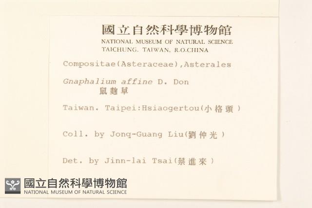 鼠麴草藏品圖，第2張