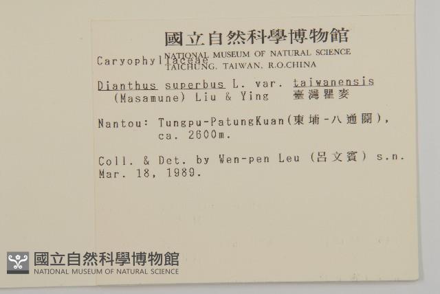 臺灣瞿麥藏品圖，第2張