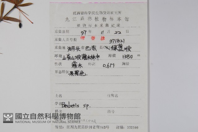 芒齒小檗藏品圖，第2張