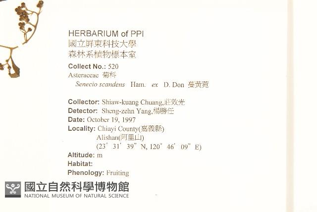 蔓黃菀藏品圖，第2張