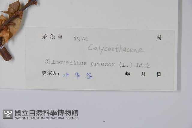 臘梅藏品圖，第2張