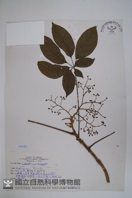 鵝掌柴、江某、鴨腳樹藏品圖，第1張