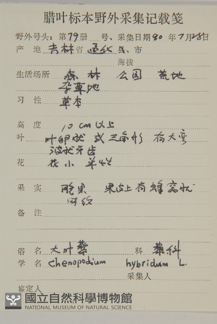 大葉藜藏品圖，第2張