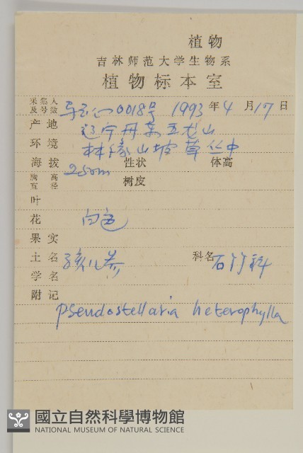 孩兒參藏品圖，第2張