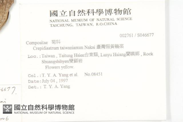 細葉假黃鵪菜藏品圖，第2張