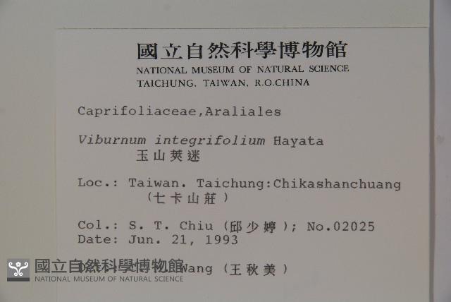 玉山糯米樹、狹葉糯米樹藏品圖，第2張