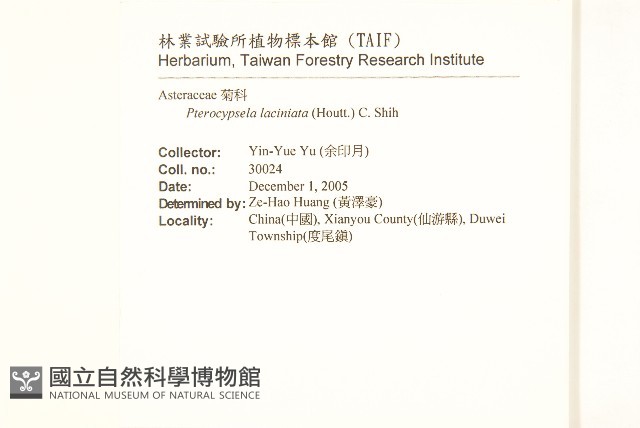 多裂翅果菊藏品圖，第2張