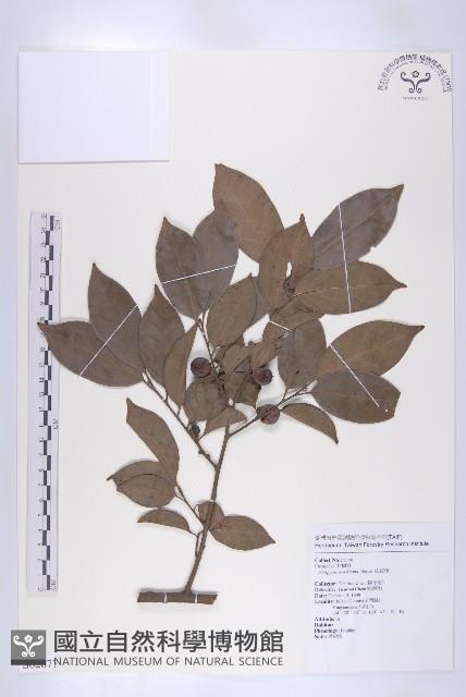 山紅柿藏品圖，第1張