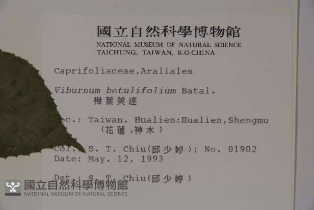 樺葉莢迷、玉山莢迷藏品圖，第2張