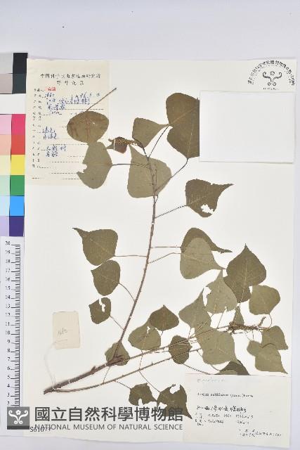 烏臼藏品圖，第1張