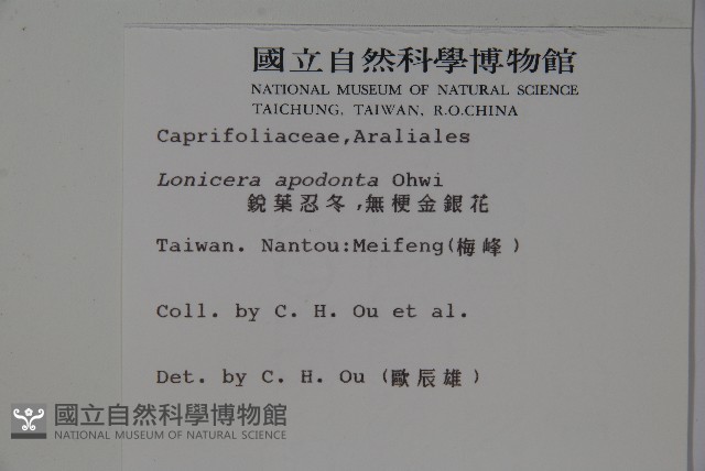 無梗忍冬藏品圖，第2張