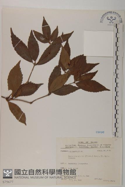 草珊瑚、紅果金粟蘭藏品圖，第1張