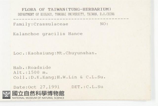 小燈籠草、大還魂藏品圖，第2張