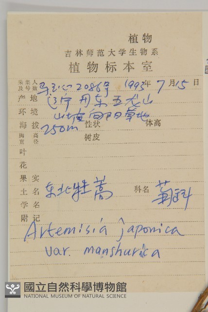 東北牡蒿藏品圖，第2張