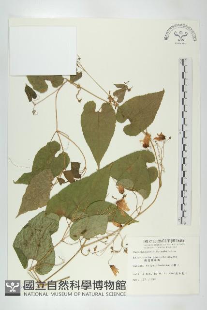 斑花青牛膽藏品圖，第1張