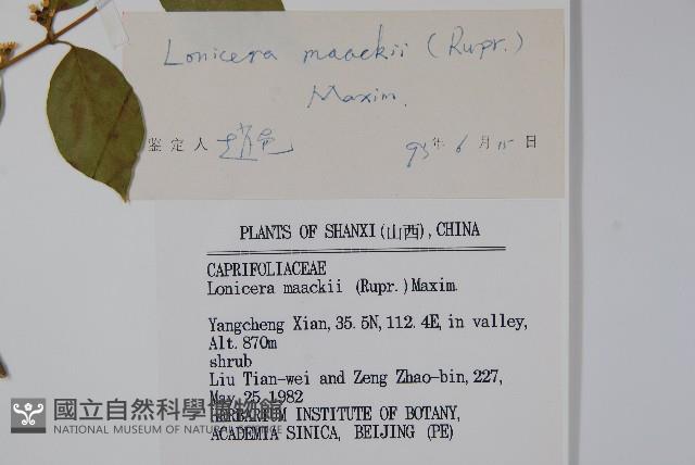 金銀忍冬藏品圖，第2張