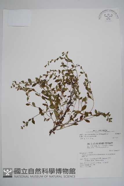 細纍子草藏品圖，第1張
