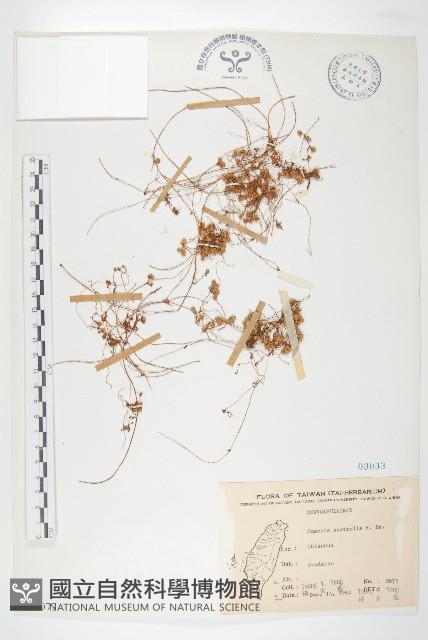 菟絲子藏品圖，第1張