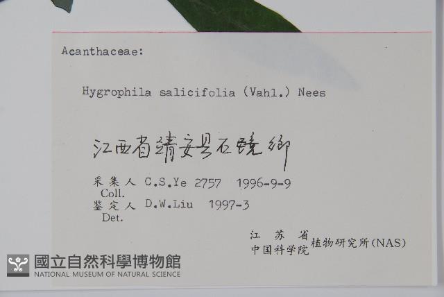 柳葉水蓑衣藏品圖，第2張