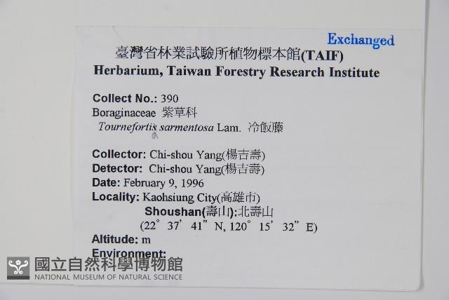 冷飯藤藏品圖，第2張