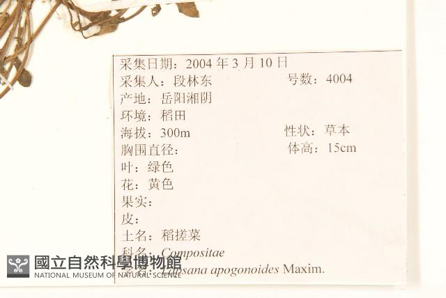 稻槎菜藏品圖，第2張