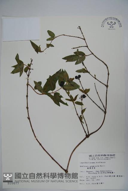 阿里山忍冬、漸尖葉忍冬藏品圖，第1張