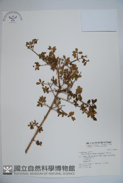 川上氏忍冬藏品圖，第1張