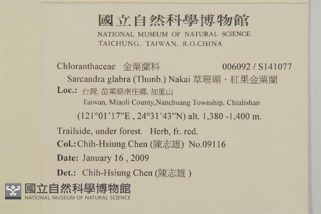 草珊瑚、紅果金粟蘭藏品圖，第2張