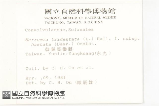 戟葉菜欒藤藏品圖，第2張