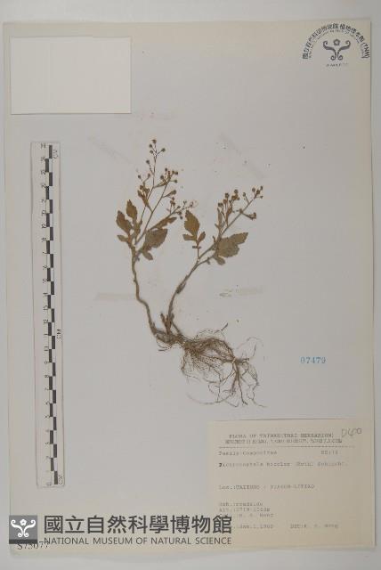 茯苓菜藏品圖，第2張