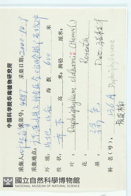 俄氏虎皮楠、蘭嶼虎皮楠、虎皮楠藏品圖，第2張