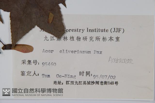 五裂槭藏品圖，第2張