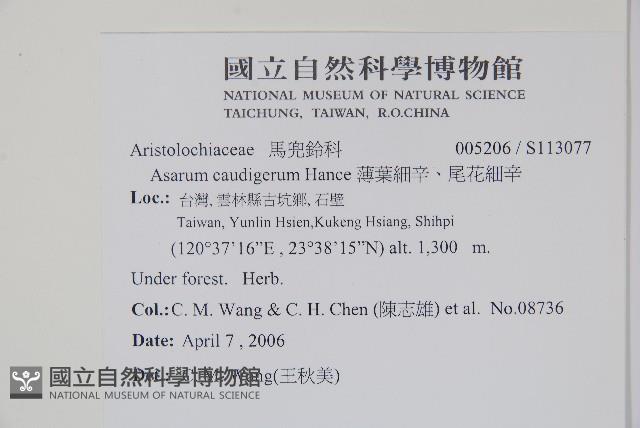 薄葉細辛、尾花細辛藏品圖，第2張